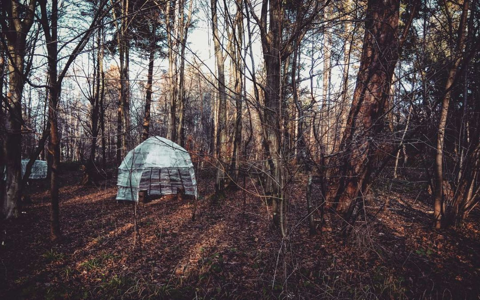 Mosquitoes, Ticks and the Twenty Minutes at Dusk